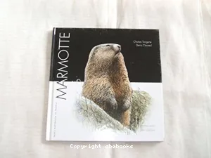 Marmotte